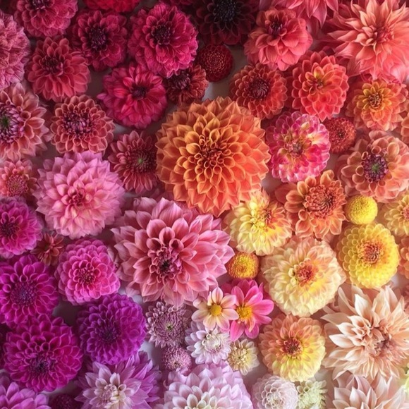 Meet your Posher, Loreta - Picture 1 of 1